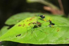 Diactor bilineatus