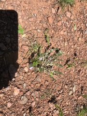 Evolvulus nuttallianus