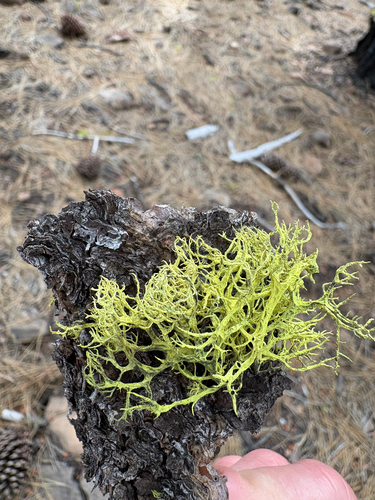 iNaturalist observation photo of Wolf Lichens
