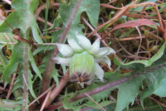 Taraxacum lucidum