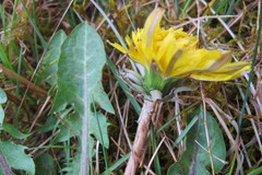 Taraxacum lucidum
