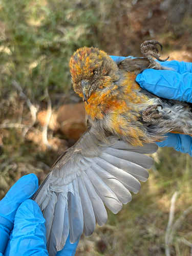 iNaturalist observation photo of Red Crossbill