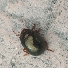 Chrysolina bankii