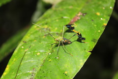 Diactor bilineatus