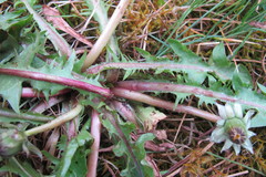 Taraxacum lucidum