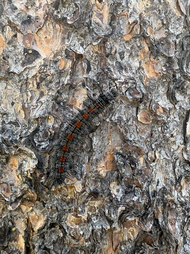 iNaturalist observation photo of Mourning Cloak