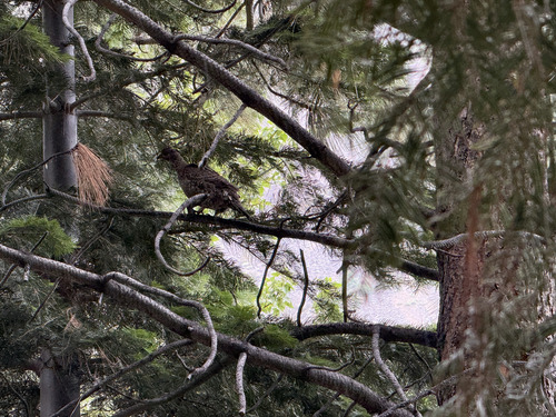 iNaturalist observation photo of Sooty Grouse