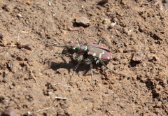 Cicindela limbalis