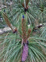 Pinus montezumae