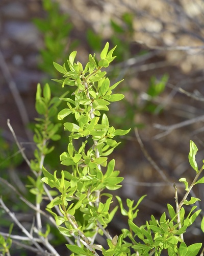 American Tarwort