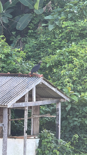 Black Vulture