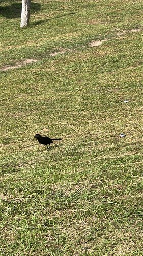 Smooth-billed Ani