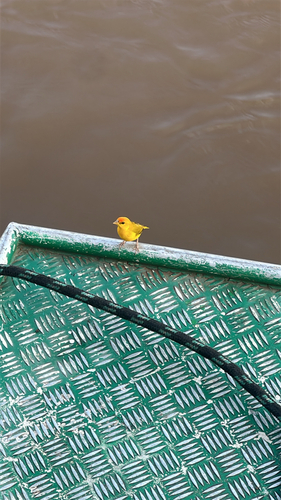 Orange-fronted Yellow-Finch