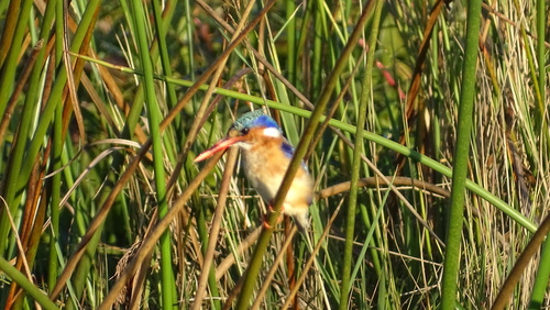iNaturalist image