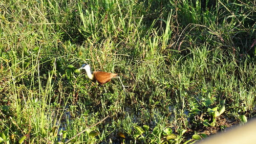 iNaturalist image