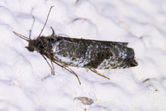 Ancylis mediofasciana