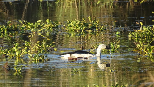 iNaturalist image