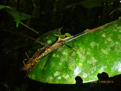 Pseudophasma bispinosum