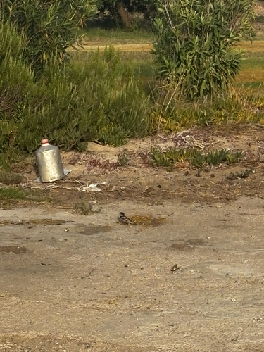 Spanish Sparrow