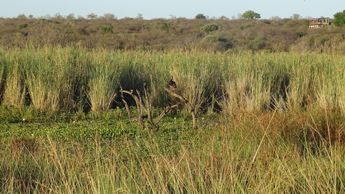 iNaturalist image