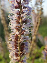 Amorpha herbacea herbacea