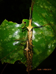 Pseudophasma bispinosum