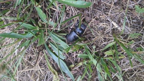 European Stag Beetle