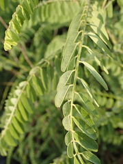 Amorpha herbacea herbacea