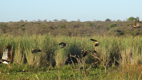 iNaturalist image