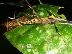 Pseudophasma bispinosum