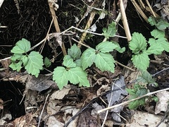 Cardamine diphylla