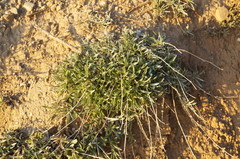 Convolvulus holosericeus