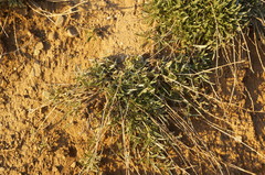 Convolvulus holosericeus