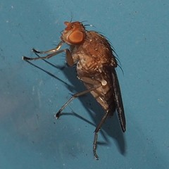 Suillia quinquepunctata