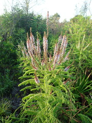 Amorpha herbacea herbacea