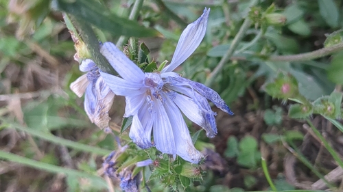 chicory