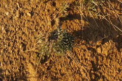 Convolvulus holosericeus