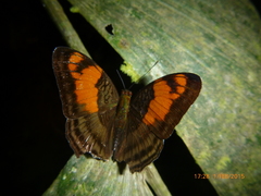 Adelpha mesentina