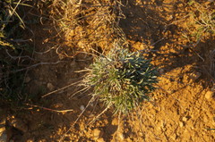 Convolvulus holosericeus