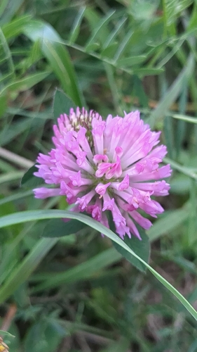 Red Clover