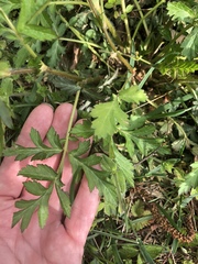 Geum vernum
