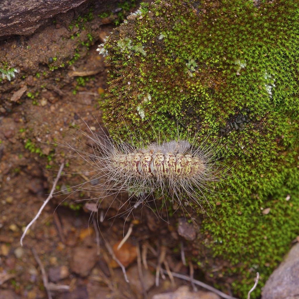 Arid Eudesmia Moth