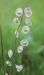 Thysanocarpus radians