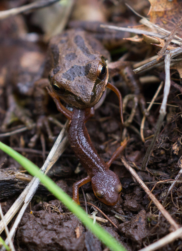 Pacific chorus frog photographed in California