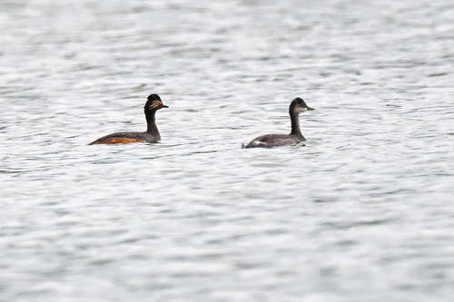 iNaturalist image