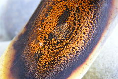 Colletotrichum musae