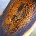 Colletotrichum musae - Photo (c) wadia,  זכויות יוצרים חלקיות (CC BY-NC), הועלה על ידי wadia