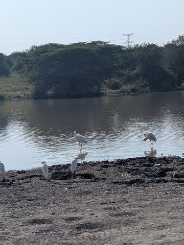 iNaturalist image