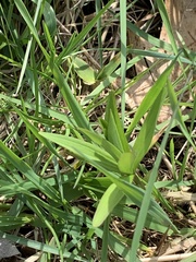 Lilium michiganense