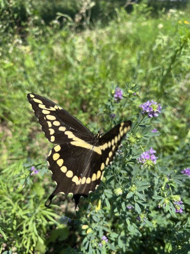 Eastern Giant Swallowtail